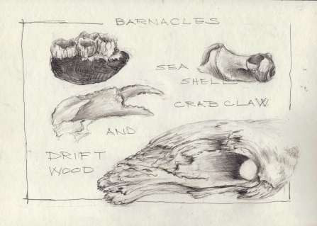 Barnacles, snail shell, Crab Claw and Driftwood